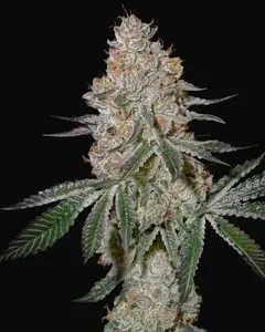 HighCloudZ