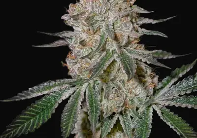 HighCloudZ