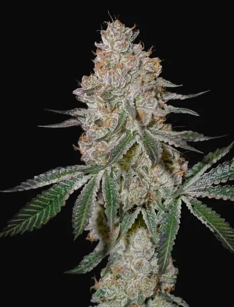 HighCloudZ