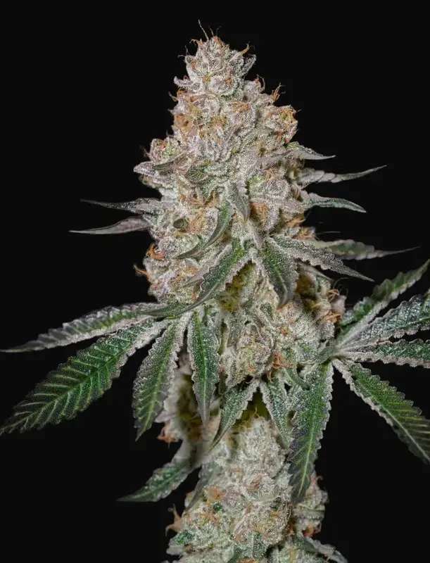HighCloudZ