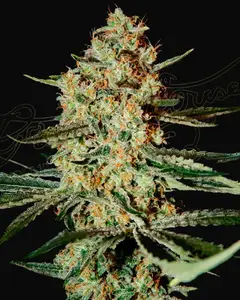 Himalaya Gold