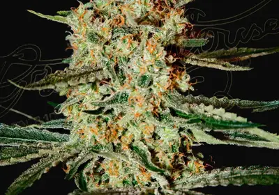 Himalaya Gold