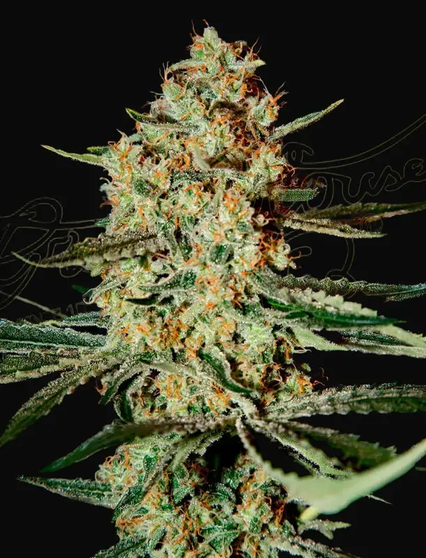Himalaya Gold
