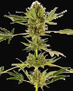 Himalayan CBD Feminized