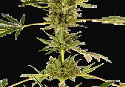 Himalayan CBD Feminized