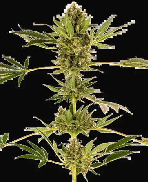 Himalayan CBD Feminized