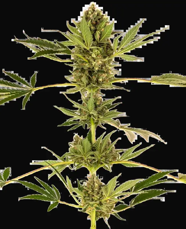 Himalayan CBD Feminized