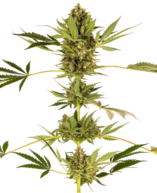 Himalayan CBD Feminized