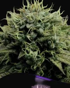 Hindu Kush