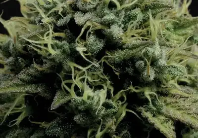 Hindu Kush
