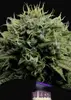 Hindu Kush