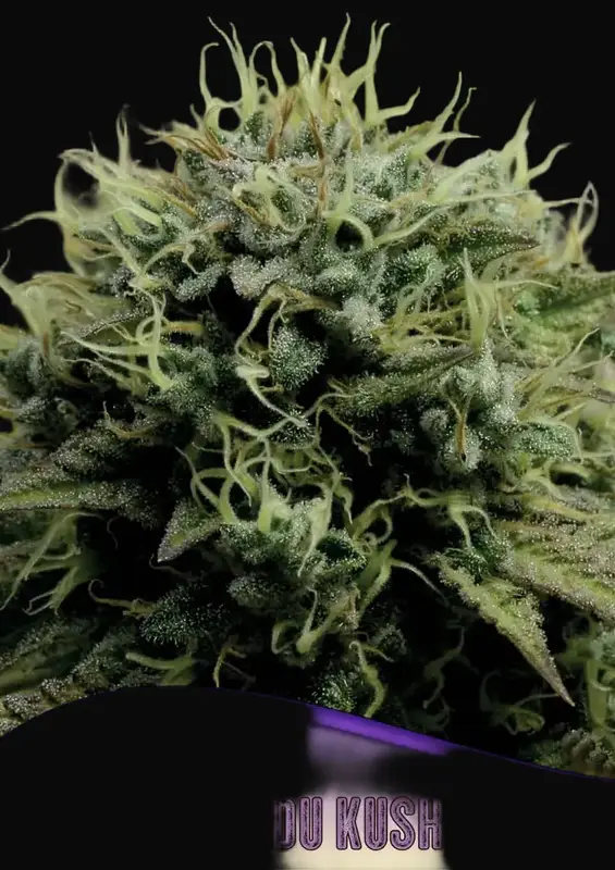Hindu Kush