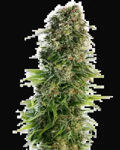 Hindu Kush Auto