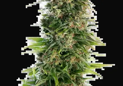 Hindu Kush Auto
