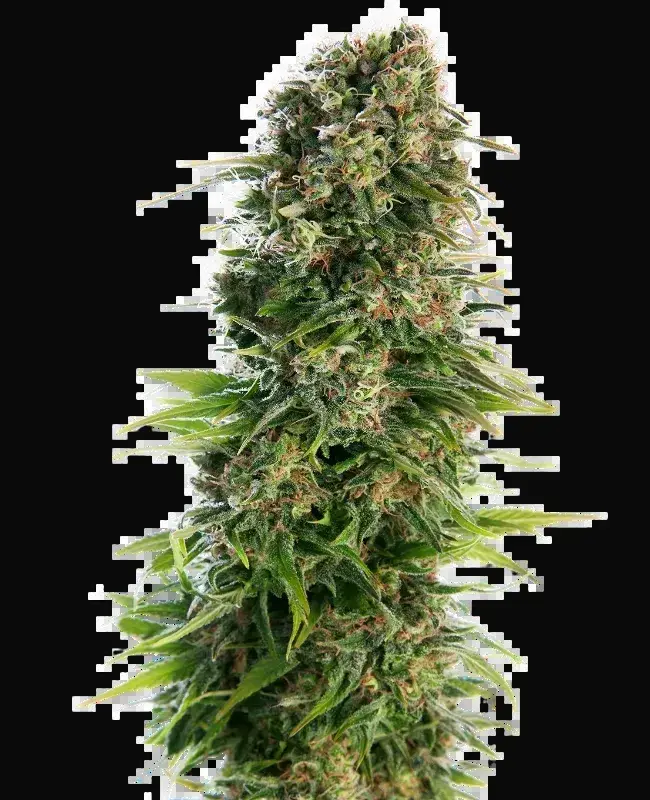 Hindu Kush Auto