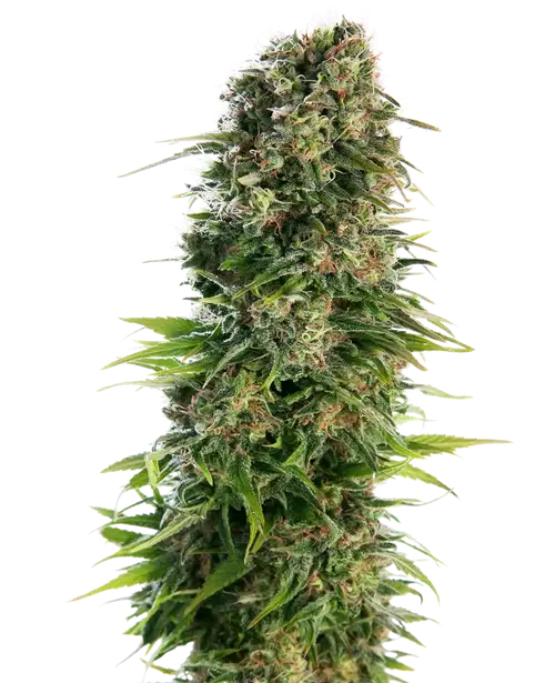 Hindu Kush Auto