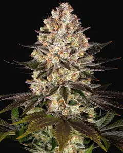 Hindu Kush