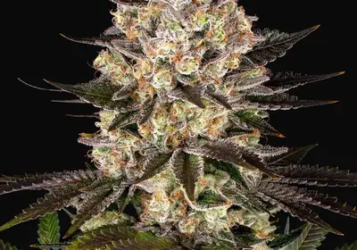 Hindu Kush