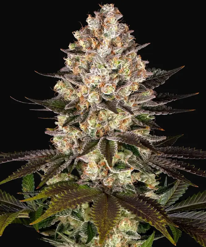 Hindu Kush