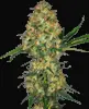 Hindu Kush Feminized