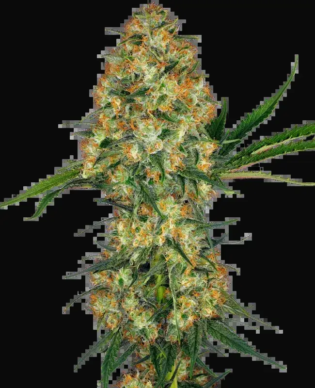 Hindu Kush Feminized
