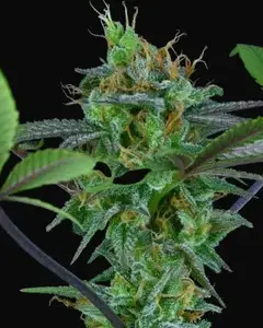Hindu Kush Regular