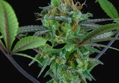 Hindu Kush Regular