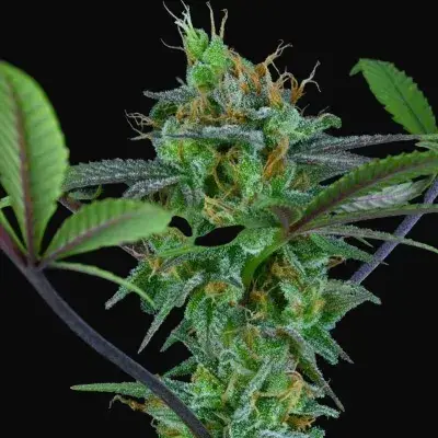 Hindu Kush Regular