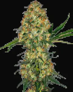 Hindu Kush Regular