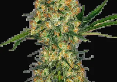 Hindu Kush Regular