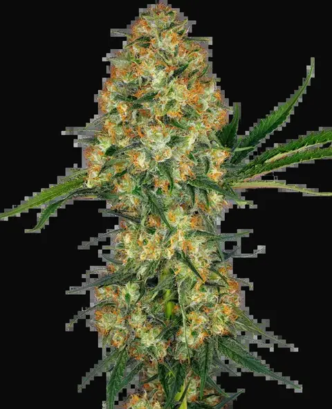 Hindu Kush Regular