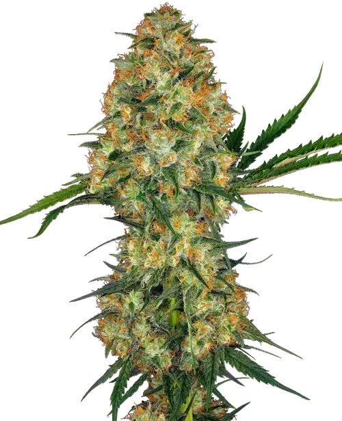 Hindu Kush Regular