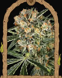 Hippie Therapy CBD
