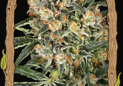 Hippie Therapy CBD