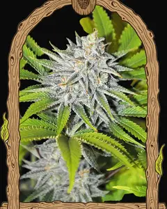 Hippieberry