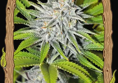 Hippieberry