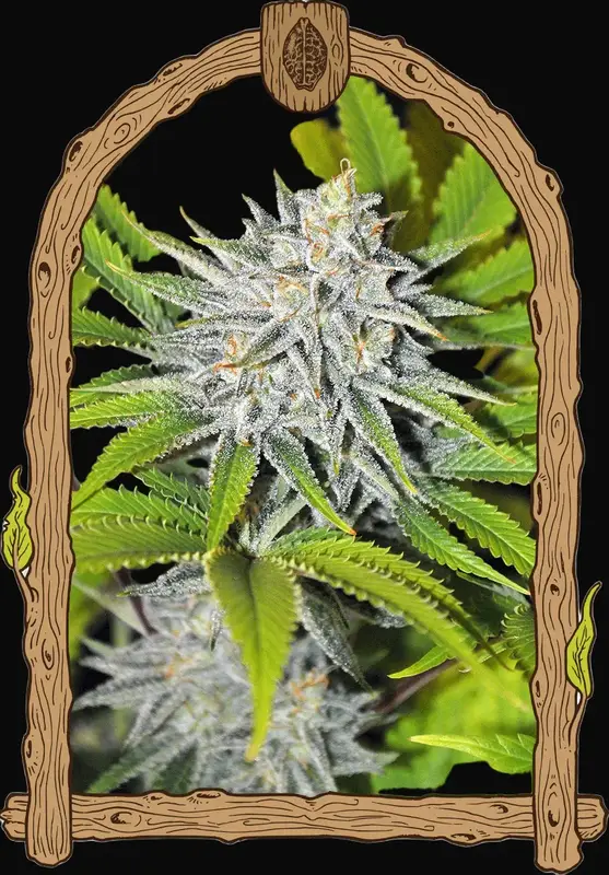Hippieberry