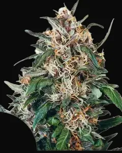 Hollands Hope Regular