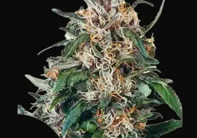 Hollands Hope Regular