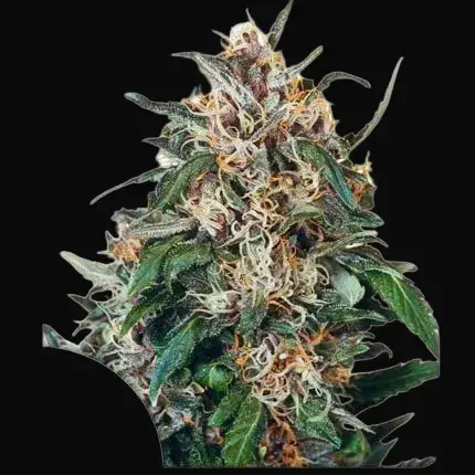 Hollands Hope Regular