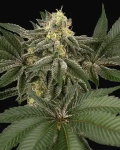 Hollywood Venom Feminized