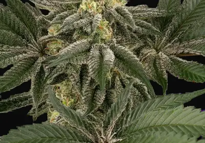 Hollywood Venom Feminized