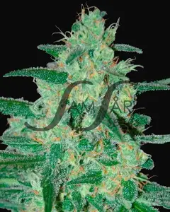 Holy Grail 69
