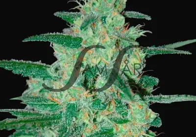 Holy Grail 69