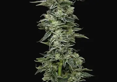 Honey Bear