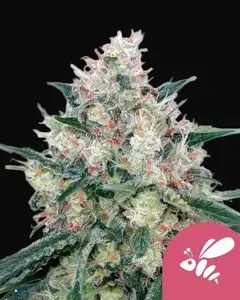 Honey Cream (Fast Flowering)