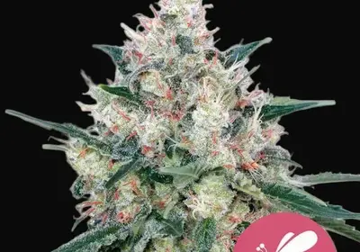 Honey Cream (Fast Flowering)