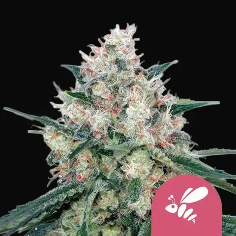 Honey Cream (Fast Flowering)