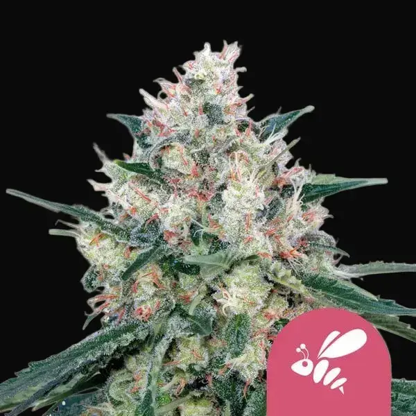 Honey Cream (Fast Flowering)