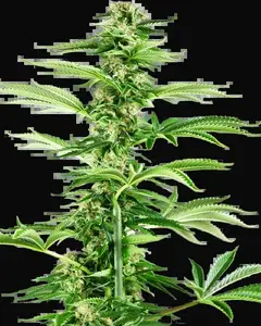 Honey Melon Haze Feminized